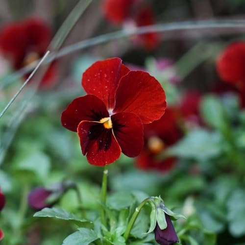 Semi di viola cornuta, Viola cornuta - semi esotici giardino varietà antiche 350pcs