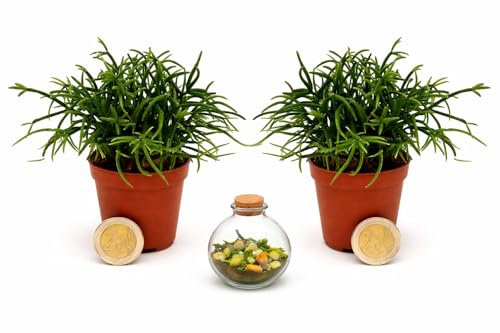 POWERS TO FLOWERS - RHIPSALIS MINI IDEALE PER TERRARIUM, VASO 5,5 CM DIAMETRO, 2 PIANTE, piante vere