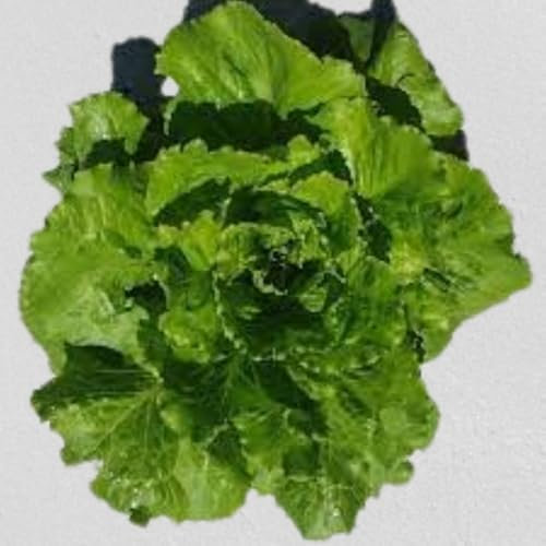 500 graines à semer - Le Grenier d'Abondance - LAITUE Batavia - Merveille de Verano - Lactuca sativa