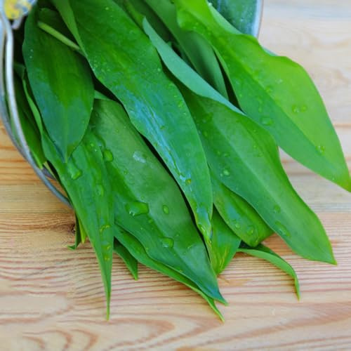 semillas de ajo silvestre orgánicas - balcón semillas para camas elevadas productos sostenibles jardín variedades antiguas regalos para jardineros 50pcs