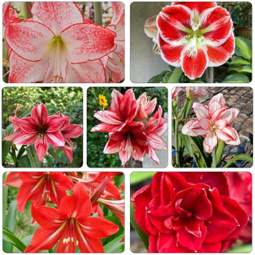 Amaryllis - Hippeastrum rutilum di interni esotici tagliati selvaggi giardino di perenne resistenti Bulbi perenni resistenti all'inverno 6pcs