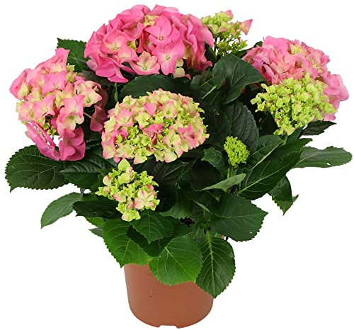 Hydrangea Garden Shrub Collection | Deciduous Vibrant Potted Plants | 30-50cm (Pink)