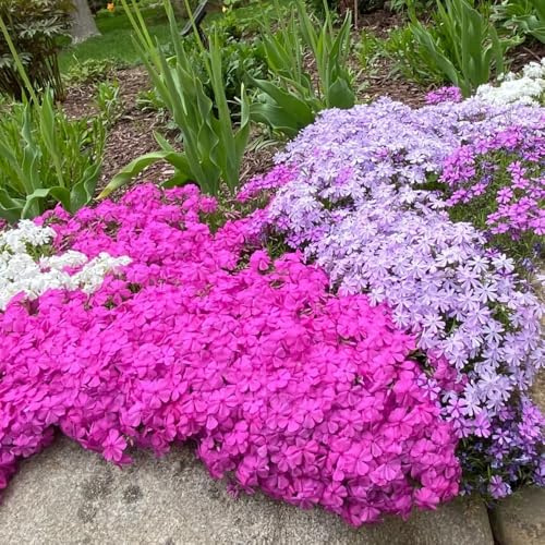 Phlox de alfombra - flox subulata Balcón decorativa 600semillas