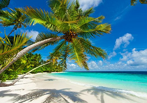 LYSCO XXL Poster 100 x 70cm (S-838) Palme am Strand in strahlend hellem Sonnenschein (Lieferung gerollt!)