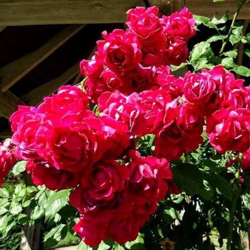 Potted 2 Litre Climbing Rose Paul Scarlet Perennial Plant