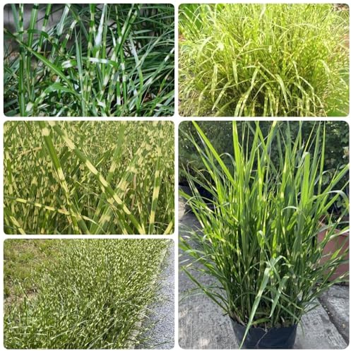 Zebragras, für sonnige plätze Miscanthus sinensis, balkonpflanzen winterhart mehrjährig immergrüne 30Samen