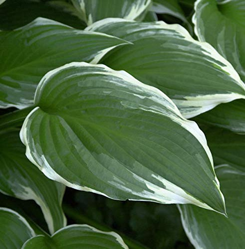Große Weißrand Funkie - Hosta crispula - lebende Gartenpflanze aus den Baumschulen