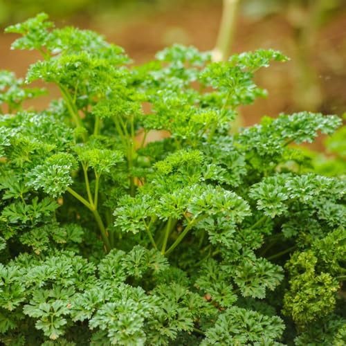 semi di prezzemolo, selvatiche, resistenti giardino roccioso copertura del terreno balcone varietà antiche d'appartamento esotiche in vaso serre 700pcs