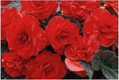 PREMIER SEEDS DIRECT - Begonia Tuberous - Non Stop Mocca F1- RED- 15 PELLETS