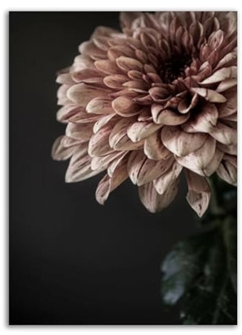 CHAOJIART Moderne rosa Dahlie-Blumen-Leinwandgemälde, Druckposter, Galerie-Wandkunst, Bilder für Innenräume, Schlafzimmer, Wohnzimmer, Heimdekoration, 70 x 100 cm, rahmenlos