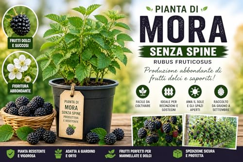 Pianta di Mora Senza Spine in Vaso – Rubus fruticosus – Pianta Produttiva per Giardino e Orto – Frutti Dolci e Succosi, pianta di 5 anni
