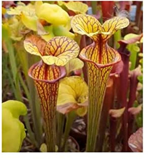 Stk - 5x Sarracenia oreophila heavy veined Fleischfressende Pflanzen - Samen B216 - Seeds & Plants Shop by Ipsa