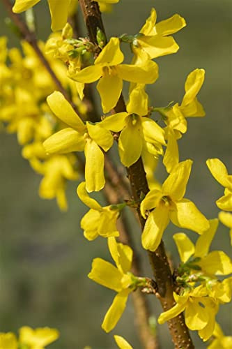 Forsythia × intermedia 'Lynwood Gold' 60–80 cm – Winterhart & Mehrjährig & Pflegeleicht – Goldglöckchen – Heckenpflanze für Garten & Sichtschutz
