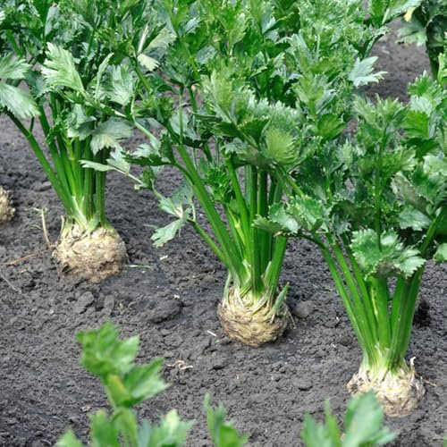 semillas de apio - Balcón invernadero, bancales elevados para jardín perennes resistentes 400pcs
