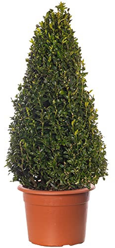 Buxus-Pyramide - Buchsbaum-Pflanze | Immergrüner, geformter Topiary für den Außenbereich im Garten 60-70cm
