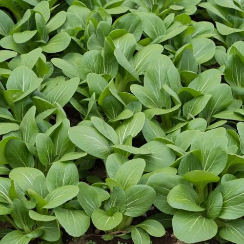PREMIER SEEDS DIRECT - Mustard KOMATSUNA TENDERGREEN - 500 Seeds - Organic