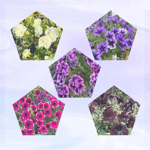 semi di petunia - esotici appartamento perenni resistenti giardino roccioso 250pcs
