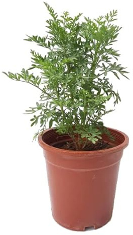 Hierba de Ruda - Planta Natural - Hierba para Infusiones - Muchas Propiedades