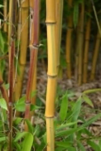 Phyllostachys aureosulcata spectabilis - Zickzack-Bambus spectabilis - 125-150cm