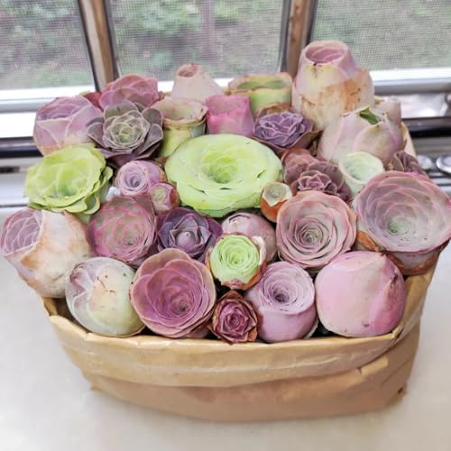 Semillas de suculentas - resistentes para el jardín comprar suculentas exóticas semillas de interior de balcón de interior de fácil cuidado 150pcs