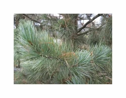 Stk - 5x Pinus cembra - Zirbe Arve essbare Kerne Zierbaum Pflanzen - Samen ID1767 - Seeds & Plants Shop by Ipsa