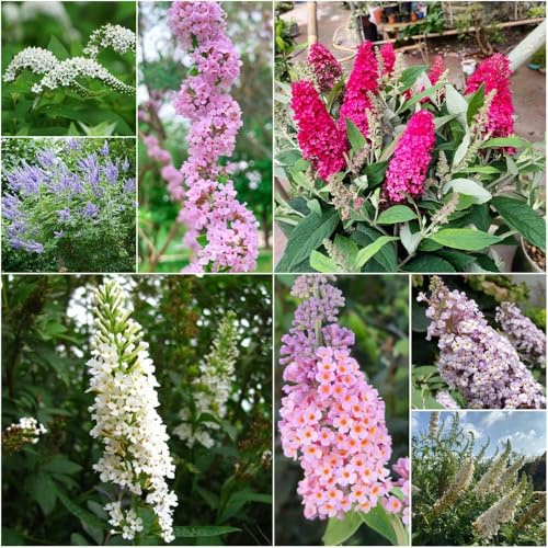 schmetterlingsflieder winterhart - balkon deko wildblumensamen mehrjährig winterhart sommerflieder gartenpflanzen bonsai 15samen