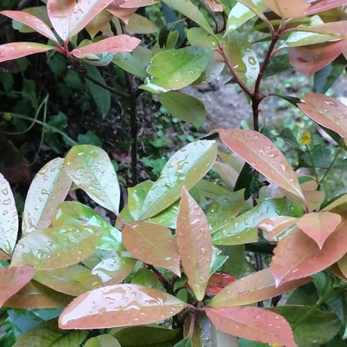 Semi di nespolo rosso pettirosso, Photinia Fraseri Red Robin, arbusti perenni resistenti arbusti a crescita rapida resistenti all'esterno 200pcs