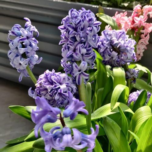 Hyazinthen, exotische Hyacinthus orientalis, gartendeko für draußen frühlingsblumen blumenzwiebeln frühblüher 5Zwiebeln