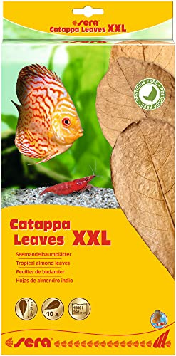 Sera Catappa löv XXL 30–35 cm 10 st.
