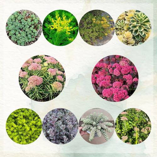 semillas de sedum cobertura del suelo - para decorar de para jardín en bancal elevado perennes resistentes 300pcs