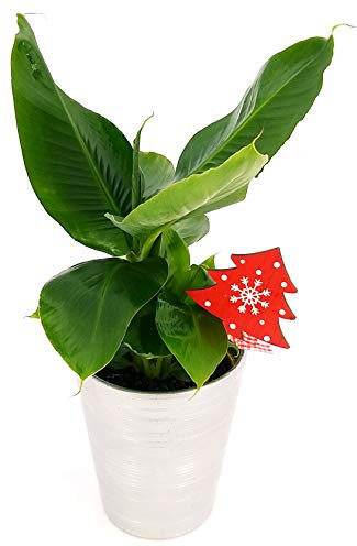 POWERS TO FLOWERS - BANANO, PIANTA DEL BANANO IN VASO CERAMICA ARGENTO, pianta vera