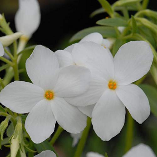 6 x Phlox rampant 'Ariane' - Phlox Stolonifera 'Ariane' - Godet 9x9cm - Violet, mi-ombre, sol bien drainé