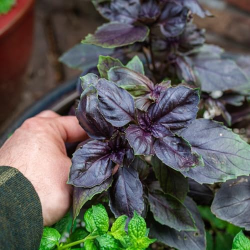 semi di basilico - medicinali, appartamento, orto basilico cespuglioso primaverili, resistenti giardino roccioso giardino 1500pcs