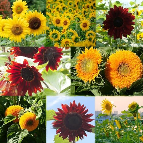 sonnenblumen bodendecker winterhart mehrjährig sommerblumen exotische bonsai winterharte stauden topfpflanzen draußen winterhart blumenwiese 600samen