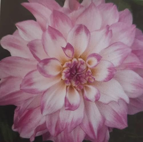 Two Large Decorative Type Dahlia 'Mikayla Miranda' (Tubers to Plant) Free UK Postage