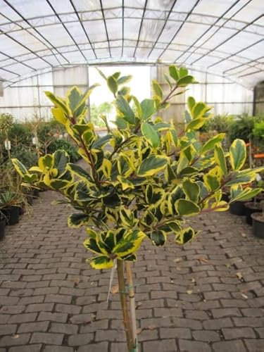 Ilex altaclerensis Golden King - Großblättrige Stechpalme - Hochstamm - 90
