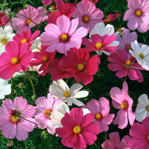 Perfect Plants - Cosmos Plants Mixed Colours - 6 Pack Bedding Plants - Garden Ready Plants.