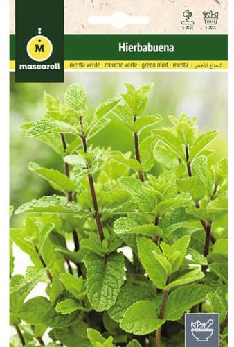 Mascarell Semillas, HIERBABUENA, Semi di Erbe Aromatiche da Piantare, Crea il Tuo Orto a Casa. 0,2 Grammi