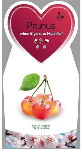 Süßkirsche Bigarreau Napoleon (Prunus avium) 100-120 cm – Obstbaum im Topf – Kirschbaum mit großen süßen Früchten – winterhart & ertragreich für Garten & Terrasse