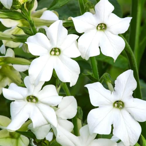 Nicotiana alata Grandiflora Samen – Ziertabak Weiß – 200 Korn – Großblütig & Duftend – Schnittblume für Garten & Beet – Langblühend – Pflegeleicht – Wuchshöhe bis 80cm