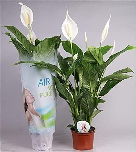 1 x Spathiphyllum Peace Lily Live Plant in 12cm Pot