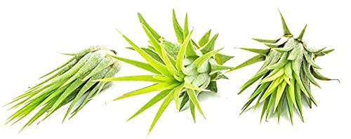 Pack de 3 Plantas del Aire Naturales Tillandsia o Claveles del Aire