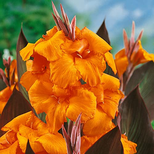 1 x Canna Indica Wyoming – Adds Dramatic Colour & Structure - RHS Award of Garden Merit – Summer Flowering Bulb – Perennial – for Your Beautiful Garden