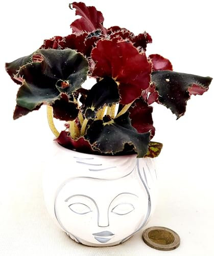 POWERS TO FLOWERS - BEGONIA REX NERA, JUNGLE BLACK IN VASO CERAMICA SIGNORINA, ideale per scrivania, pianta vera