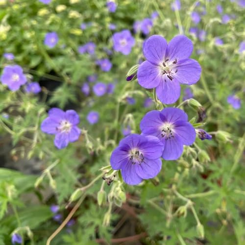Semi di geranio resistenti - giardino balcone esotico 55pcs