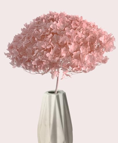 DongArts Arreglo floral natural preservado, hortensia floral con tallo para centro de mesa de boda decoración del hogar (rosa)