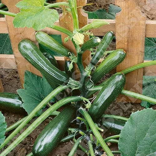 Courgette 'Black Forest' Climbing Variety Pack of 3 Grow Your own Vegetable Plants, Garden Ready in 10.5cm pots.