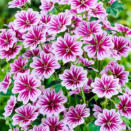 Malva Sylvestris 'Zebrina' (9cm Topf) - Auffällige zweifarbige Blüten - Perfekt für Beete & Bauerngärten