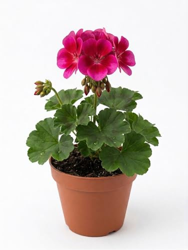 Geranio Zonale Rosso/Fucsia | Pianta Ornamentale da Balcone e Giardino | Fioritura Intensa e Duratura | Facile da Coltivare | Ideale per Esterni e Decorazioni Floreali | Fiori Primaverili in Vaso