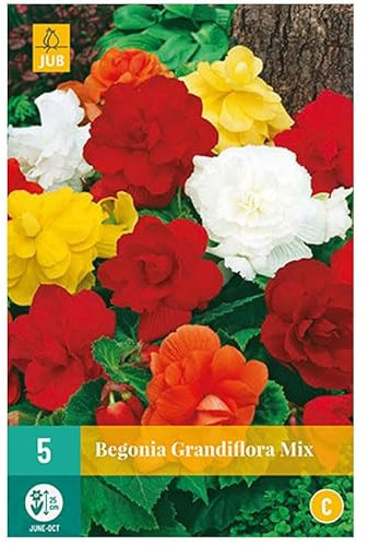 Mischung aus 3 Begonien Grandiflora